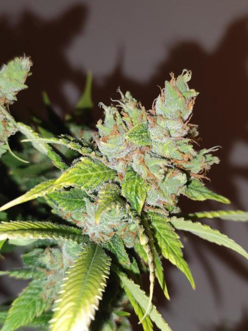 Las Morras (bio organic). Week 13