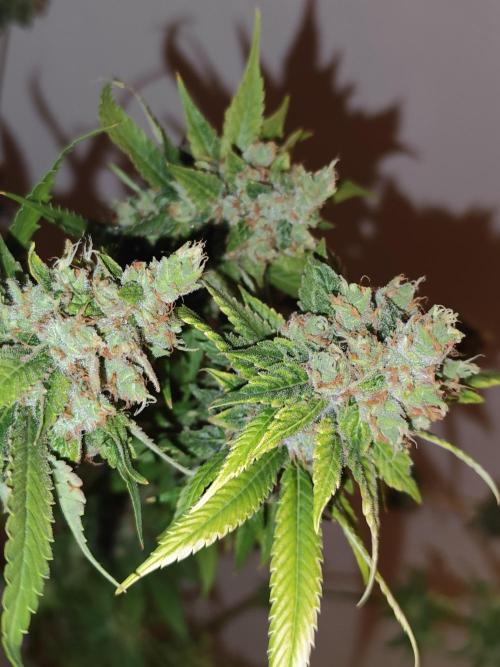 Las Morras (bio organic). Week 13