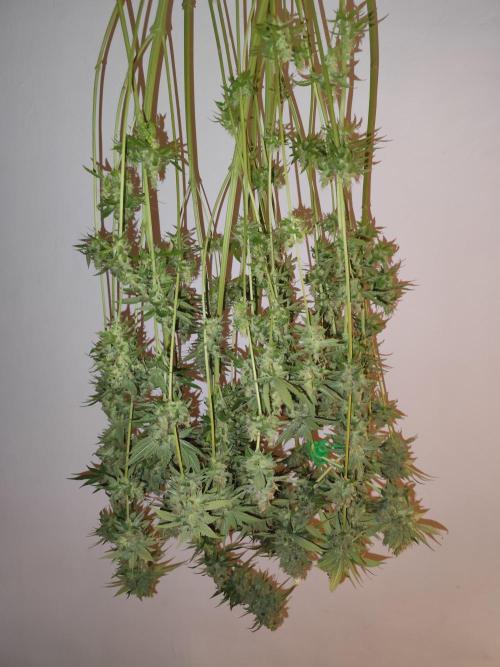 Las Morras (bio organic). Week 13