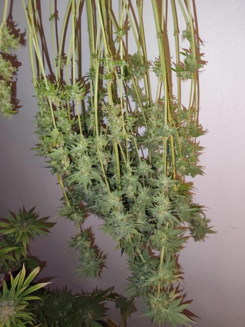 Las Morras (bio organic). Week 13