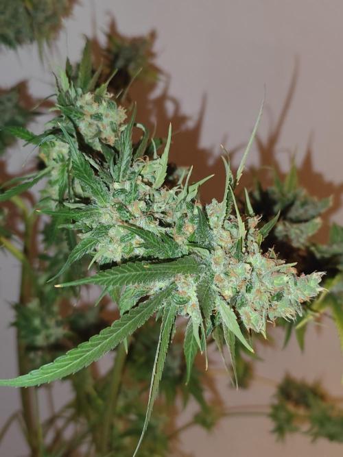 Las Morras (bio organic). Week 13