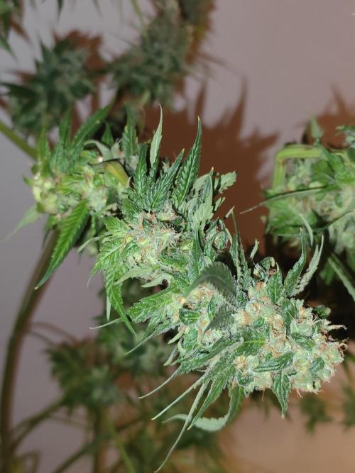 Las Morras (bio organic). Week 13