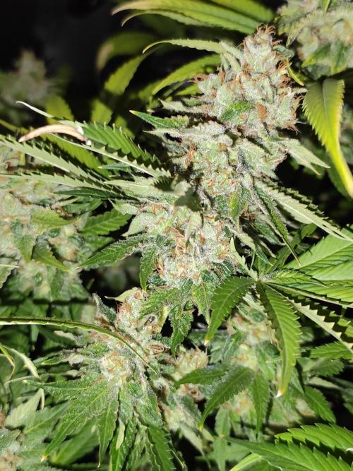 Las Morras (bio organic). Week 13