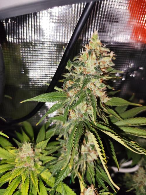 Las Morras (bio organic). Week 13