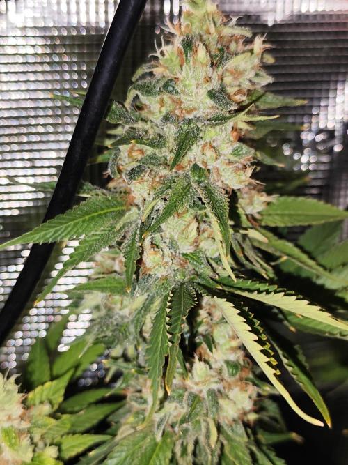 Las Morras (bio organic). Week 13