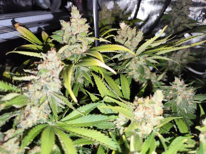 Las Morras (bio organic). Week 13