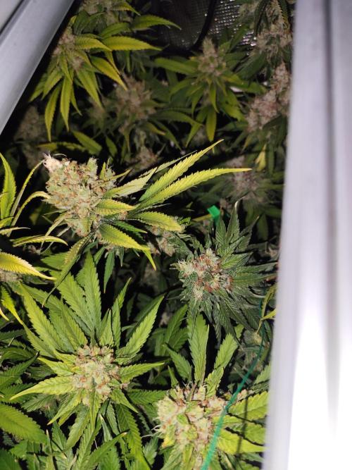 Las Morras (bio organic). Week 13