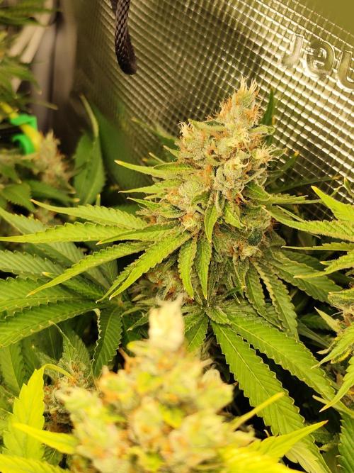 Las Morras (bio organic). Week 13