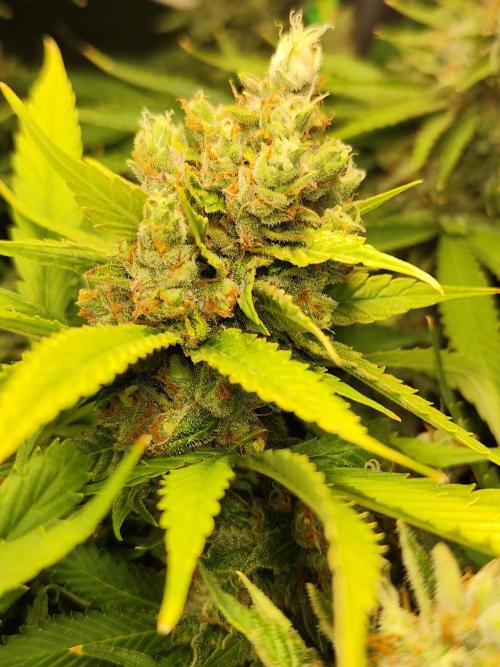 Las Morras (bio organic). Week 13