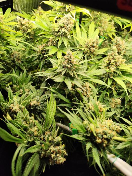 Las Morras (bio organic). Week 13