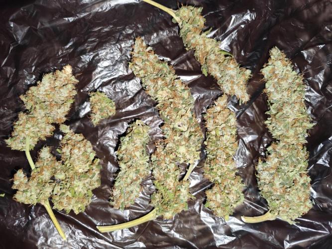 Las Morras (bio organic). Week 13