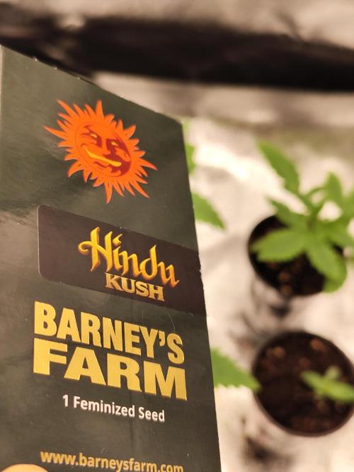 Hindu Kush Ups. Week 0