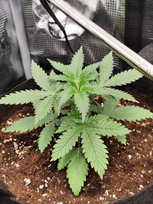 Hindu Kush Ups. Week 1