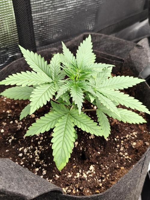 Hindu Kush Ups. Week 1