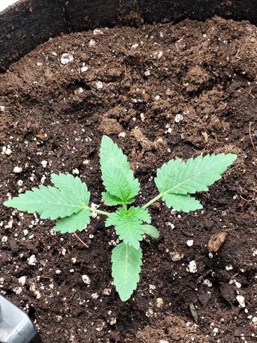 Hindu Kush Ups. Week 1