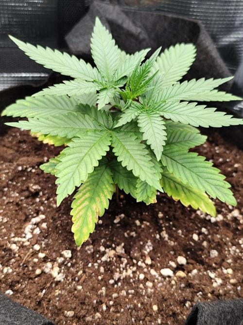 Hindu Kush Ups. Week 1