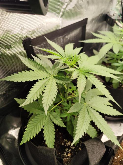 Hindu Kush Ups. Week 2