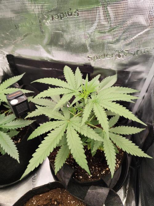 Hindu Kush Ups. Week 2