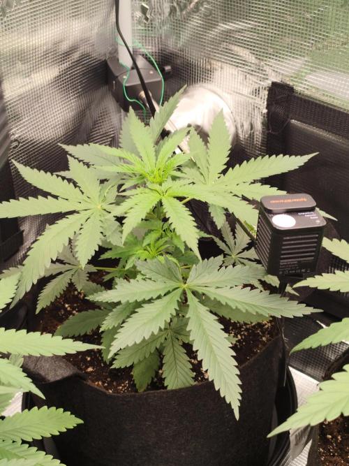 Hindu Kush Ups. Week 2