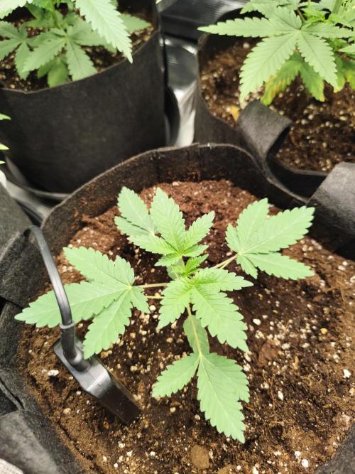 Hindu Kush Ups. Week 2
