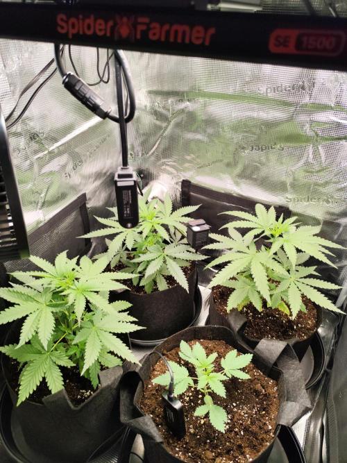 Hindu Kush Ups. Week 2