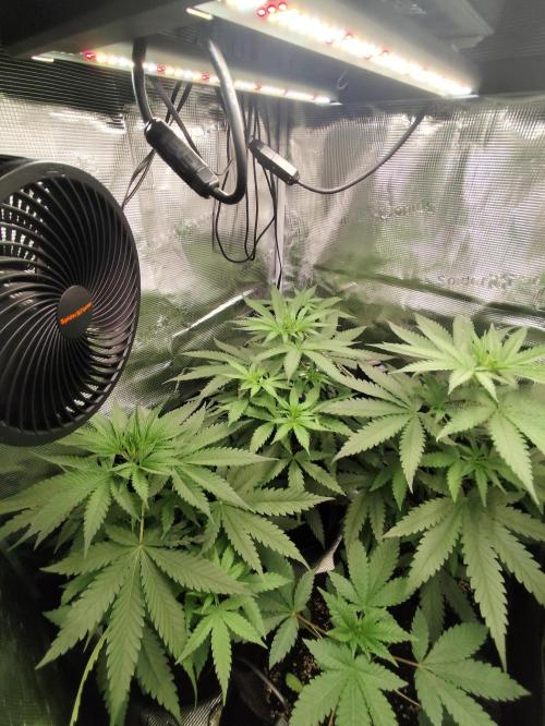 Hindu Kush Ups. Week 3