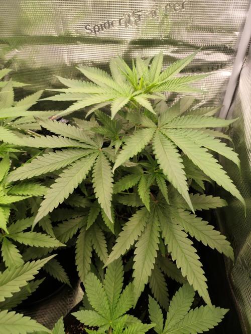 Hindu Kush Ups. Week 3
