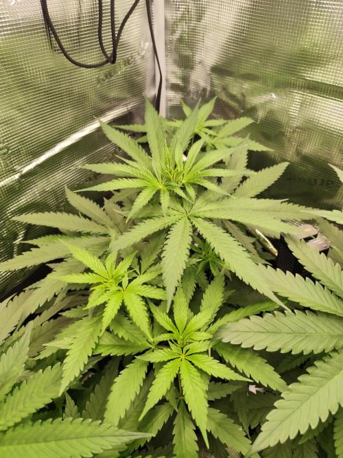 Hindu Kush Ups. Week 3