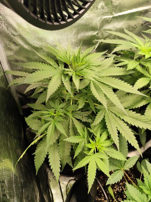 Hindu Kush Ups. Week 3