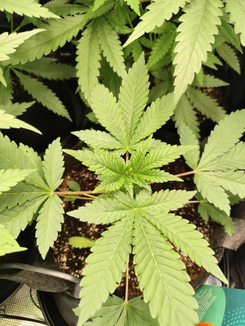 Hindu Kush Ups. Week 3