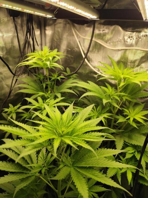 Hindu Kush Ups. Week 4
