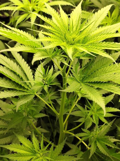 Hindu Kush Ups. Week 4