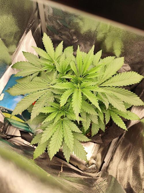 Hindu Kush Ups. Week 4