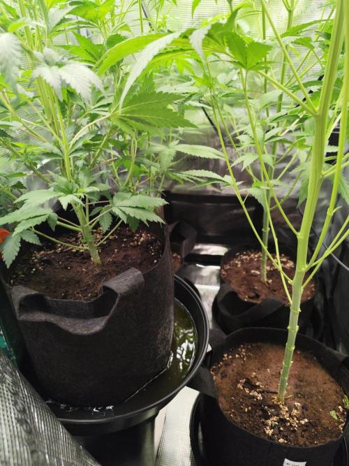 Hindu Kush Ups. Week 5