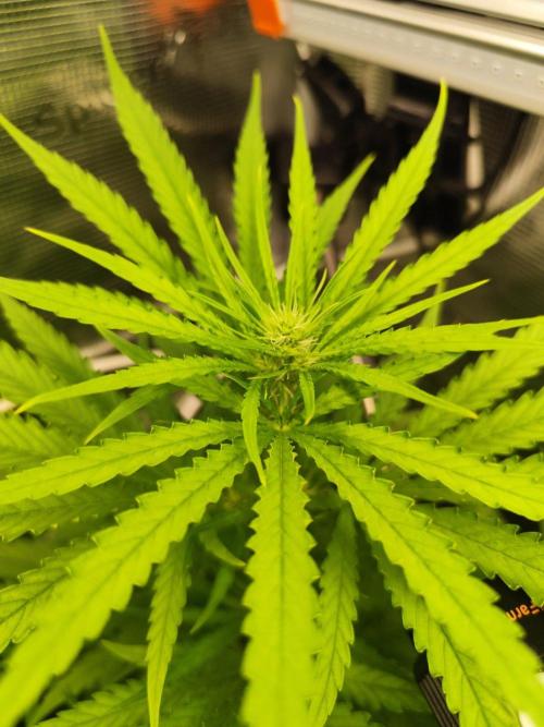 Hindu Kush Ups. Week 5