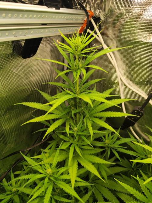 Hindu Kush Ups. Week 5