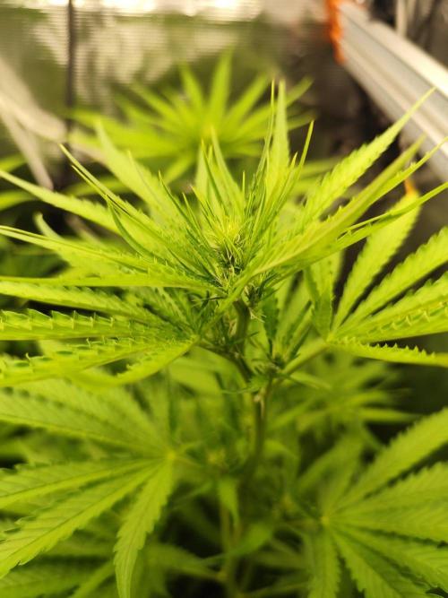 Hindu Kush Ups. Week 5