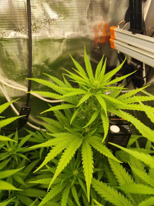 Hindu Kush Ups. Week 5