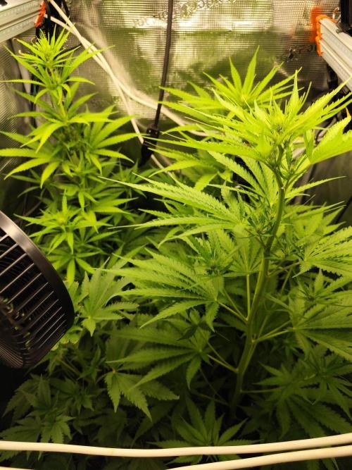Hindu Kush Ups. Week 5