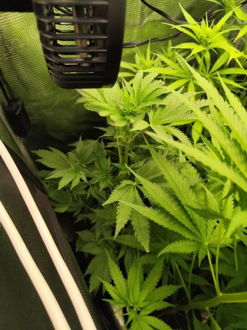 Hindu Kush Ups. Week 5