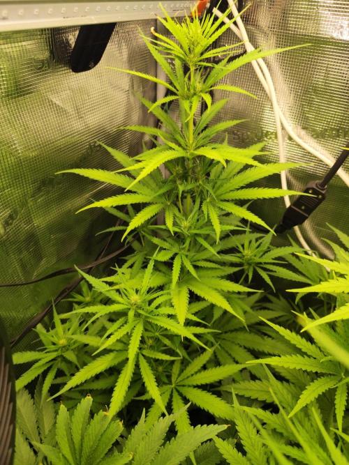 Hindu Kush Ups. Week 5