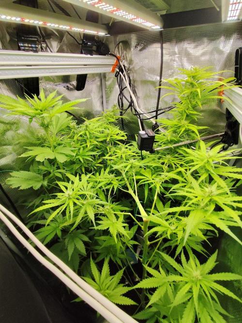 Hindu Kush Ups. Week 6