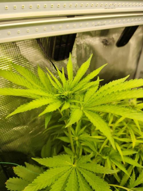Hindu Kush Ups. Week 6