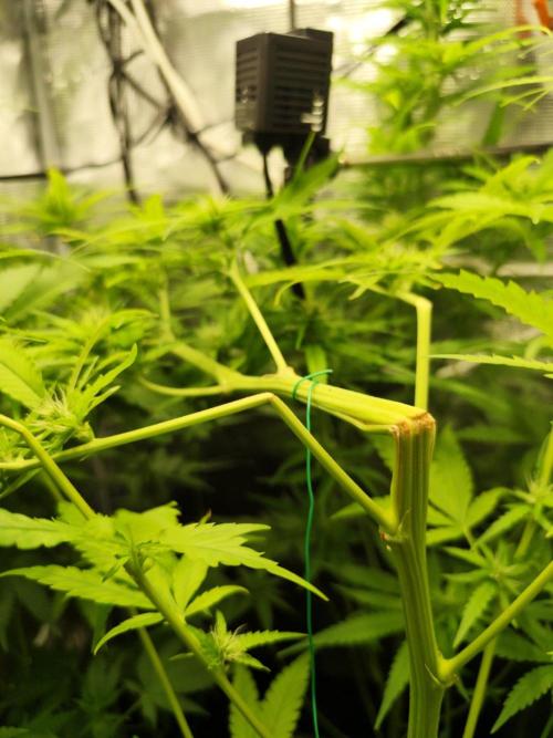 Hindu Kush Ups. Week 6
