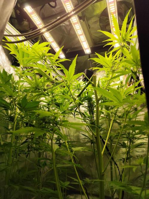 Hindu Kush Ups. Week 6