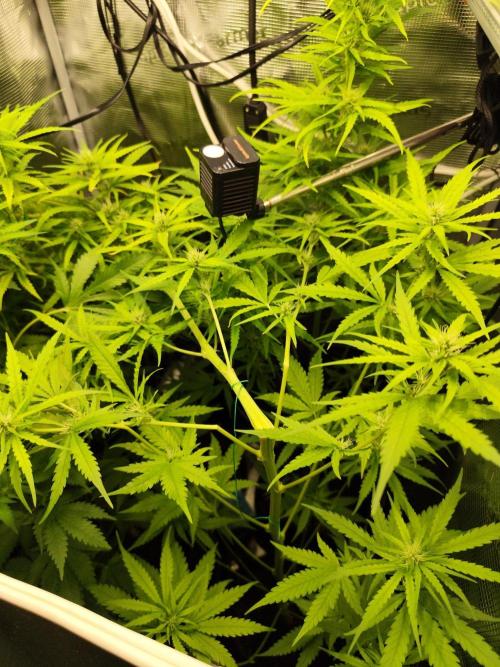 Hindu Kush Ups. Week 6