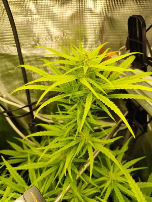 Hindu Kush Ups. Week 6