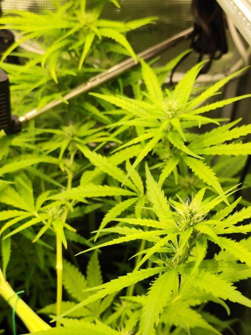 Hindu Kush Ups. Week 6