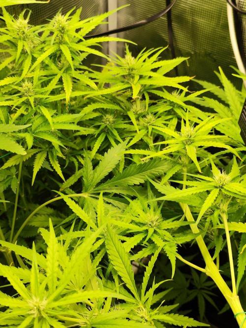 Hindu Kush Ups. Week 6