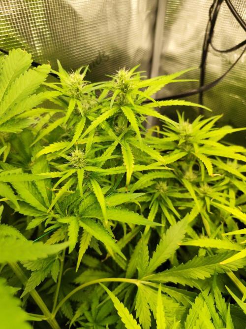 Hindu Kush Ups. Week 6